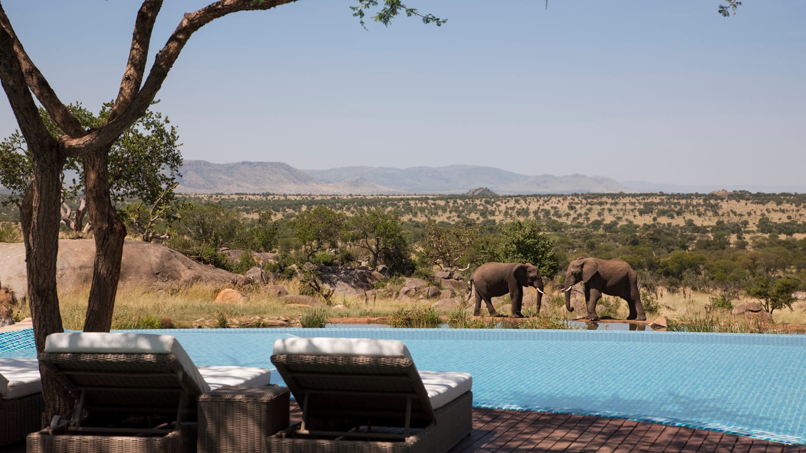 Four Seasons Safari Lodge Serengeti, International Intrigue