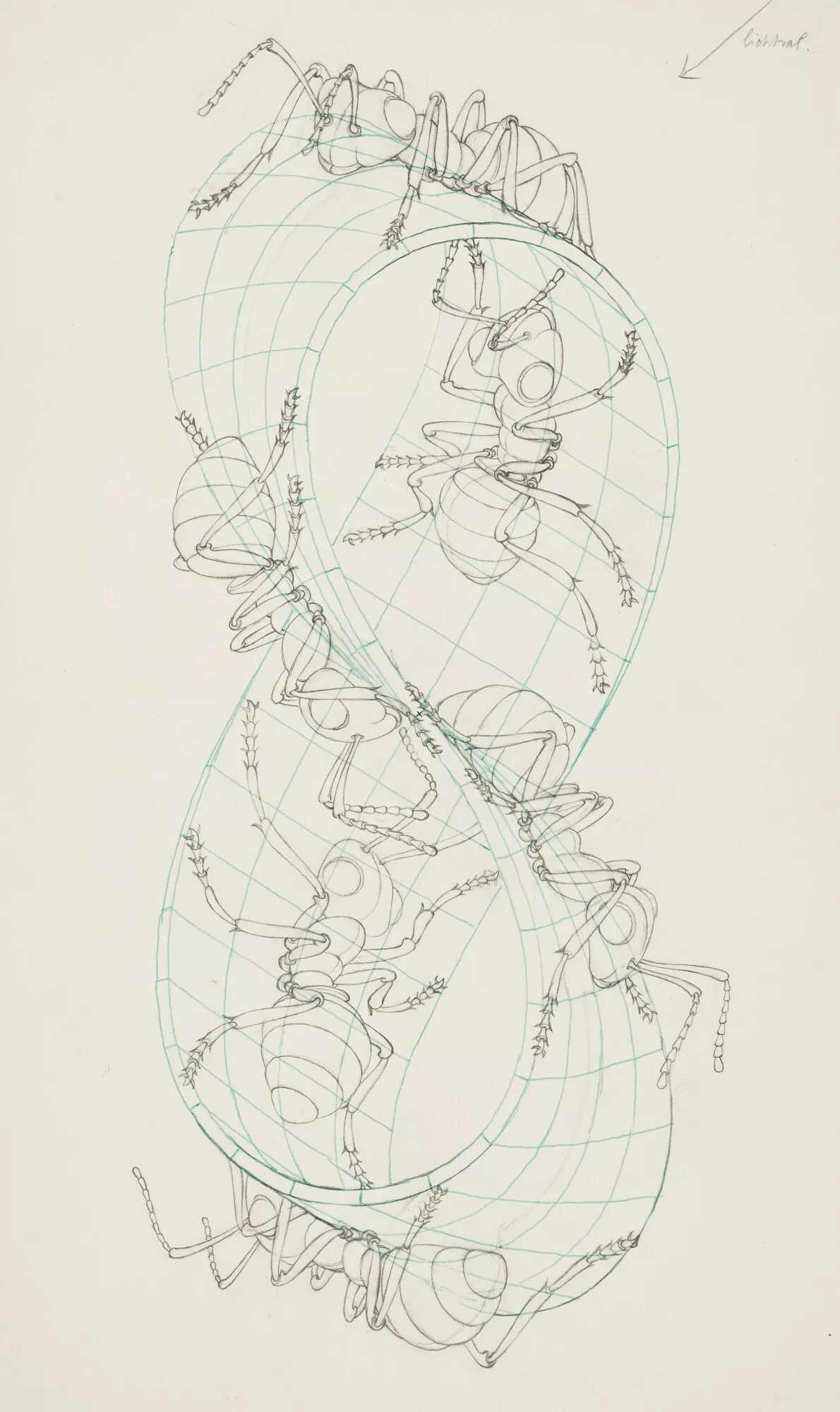MAURITS CORNELIS ESCHER (1898-1972), Ant Mobius Strip